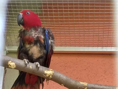 Eklektus polychloros