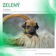 Rhodéský ridgeback - volní pejsci