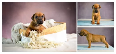 Rhodéský ridgeback - volní pejsci