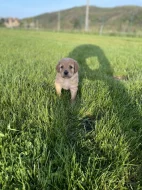 Hovawart dvě štěňátka s PP