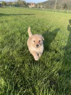 Hovawart dvě štěňátka s PP