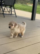 Hovawart dvě štěňátka s PP