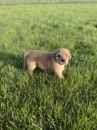 Hovawart dvě štěňátka s PP