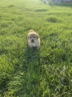 Hovawart dvě štěňátka s PP