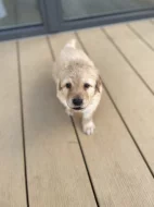 Hovawart dvě štěňátka s PP