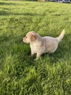 Hovawart dvě štěňátka s PP