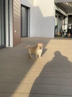 Hovawart dvě štěňátka s PP