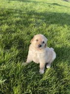 Hovawart dvě štěňátka s PP