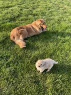 Hovawart dvě štěňátka s PP