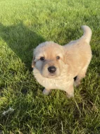 Hovawart dvě štěňátka s PP