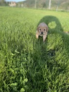 Hovawart dvě štěňátka s PP