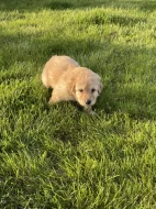 Hovawart dvě štěňátka s PP