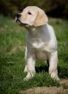 LABRADOR - štěňátko žlutý pejsek právě k odběru