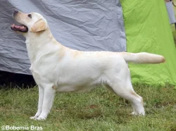 LABRADOR - štěňátko žlutý pejsek právě k odběru