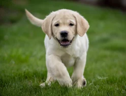 LABRADOR - štěňátko žlutý pejsek právě k odběru