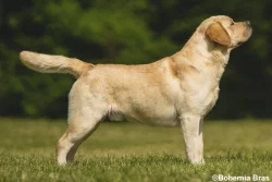 LABRADOR - štěňátko žlutý pejsek právě k odběru