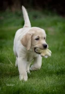 LABRADOR - štěňátko žlutý pejsek právě k odběru