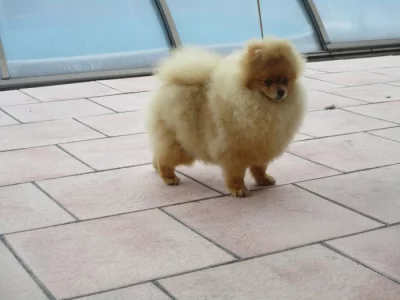 Pomeranian
