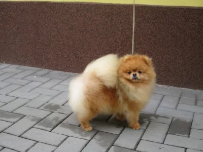 Pomeranian