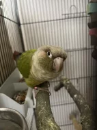 Pár pyrura zelenolící