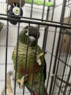 Pár pyrura zelenolící