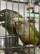 Pár pyrura zelenolící