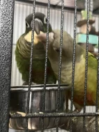 Pár pyrura zelenolící