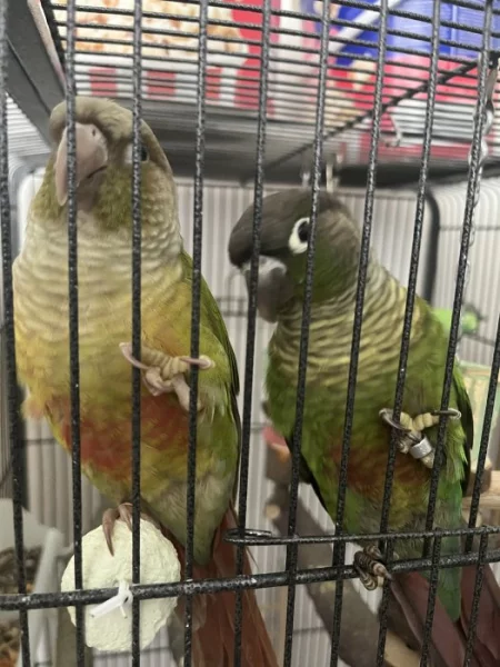 Pár pyrura zelenolící