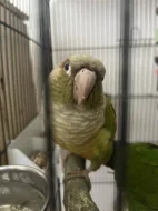 Pár pyrura zelenolící