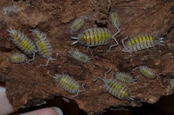 Isopoda (stínky a svinky) - nejen na ŽE