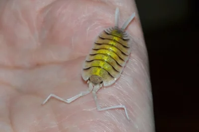 Isopoda (stínky a svinky) - nejen na ŽE