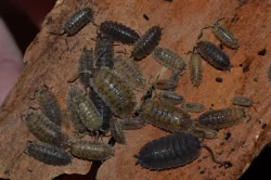 Isopoda (stínky a svinky) - nejen na ŽE