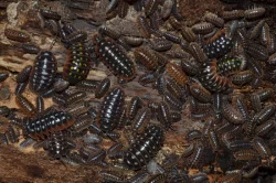 Isopoda (stínky a svinky) - nejen na ŽE