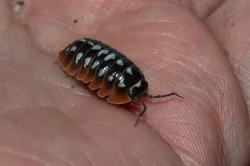 Isopoda (stínky a svinky) - nejen na ŽE