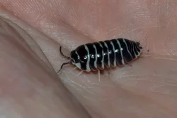 Isopoda (stínky a svinky) - nejen na ŽE