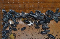 Isopoda (stínky a svinky) - nejen na ŽE