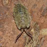 Isopoda (stínky a svinky) - nejen na ŽE