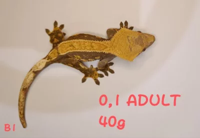 Pagekon řasnatý a hrbolkohlavý