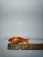 Prodám Karas Zlatý ,Karas Schubunkin velikost 7-8 cm