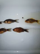 Prodám Karas Zlatý ,Karas Schubunkin velikost 7-8 cm