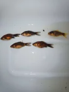 Prodám Karas Zlatý ,Karas Schubunkin velikost 7-8 cm