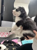 Šteňatá čistokrvné husky