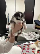 Šteňatá čistokrvné husky