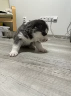 Šteňatá čistokrvné husky