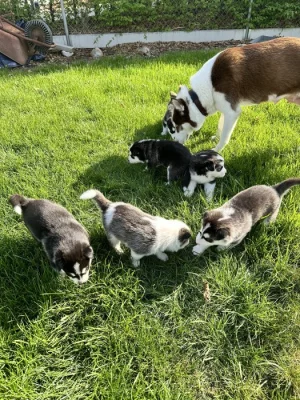 Šteňatá čistokrvné husky