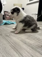 Šteňatá čistokrvné husky