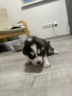 Šteňatá čistokrvné husky