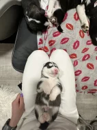 Šteňatá čistokrvné husky