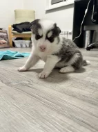 Šteňatá čistokrvné husky