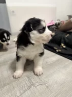Šteňatá čistokrvné husky